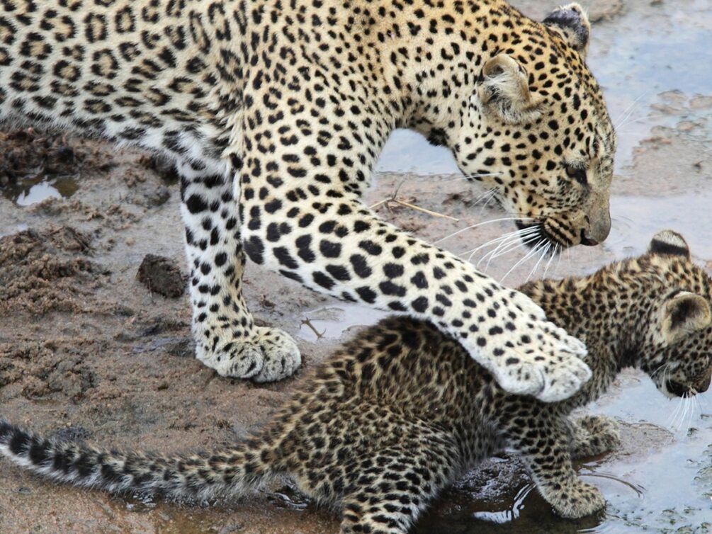 Snow leopard amazingtalker