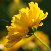 nbrvvg.png?1729662664