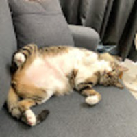 lsiojm.png?1754193043