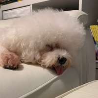 zarptt.png?1647698960