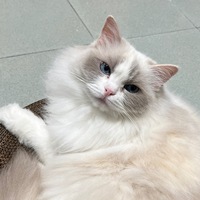 rmdhvd.png?1764423498