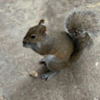 nspmxx.png?1756736536