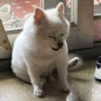 bzpoqs.png?1750407284