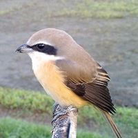 arctud.png?1660379385