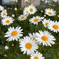 atanjv.png?1736582799