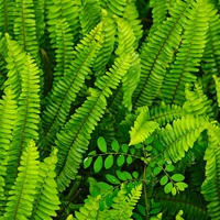 snopkb.png?1772592144