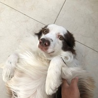 ohvkss.png?1644702271