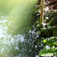 avlnph.png?1742736405