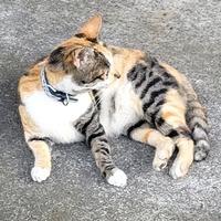 enlozw.png?1667902940