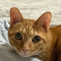 xoecql.png?1774123491