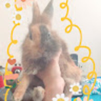 coebjt.png?1749809102