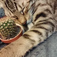 xkozlo.png?1742388226