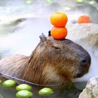 howseb.png?1757659846