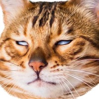 gtcnpj.png?1731602093