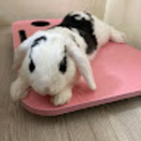 vyavoc.png?1753271451