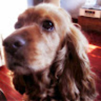 wccjgb.png?1735610396