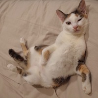 sjpsyr.png?1729877647