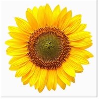 sskmzt.png?1732937890