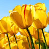 dlvlqu.png?1741086564
