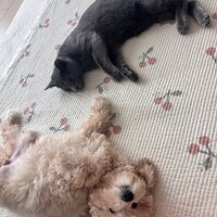 zkhigg.png?1769728036