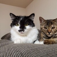 zmaiht.png?1742616195