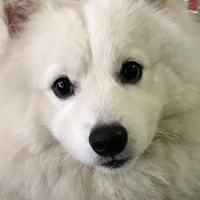 onfoxo.png?1748708326