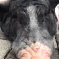 ljkikz.png?1744650703