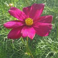 tprvar.png?1746515082