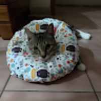 oybuwz.png?1747027904