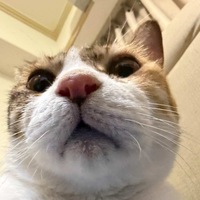 cvroyn.png?1780796270