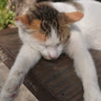 hquiga.png?1750071056