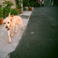 fdcola.png?1751253193