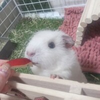 tbgwau.png?1751358799