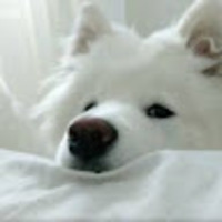 shvhig.png?1751783605