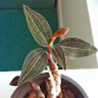 oysydu.png?1752635578