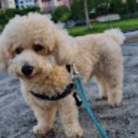 psnogd.png?1753784725