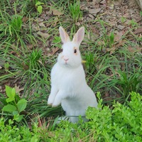 yvdxly.png?1766504894