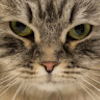 qaeoac.png?1754555859