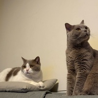 skpncu.png?1755625020