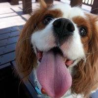 chjbhw.png?1757610231