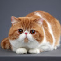 nbdynz.png?1757766085