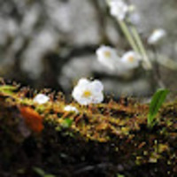 rjvbya.png?1759138836