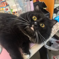 mrgheh.png?1760286414