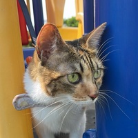 evcngb.png?1760263112