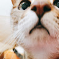soydxd.png?1760290387
