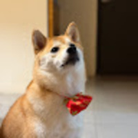 coykoi.png?1761458386