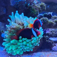 pizeeu.png?1762617050