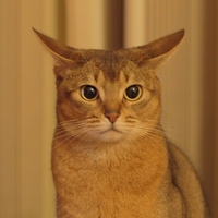 mphedr.png?1763191679