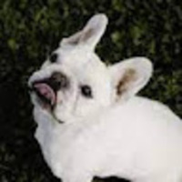 ntgqsj.png?1763447135