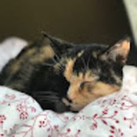 zgslbd.png?1763900949